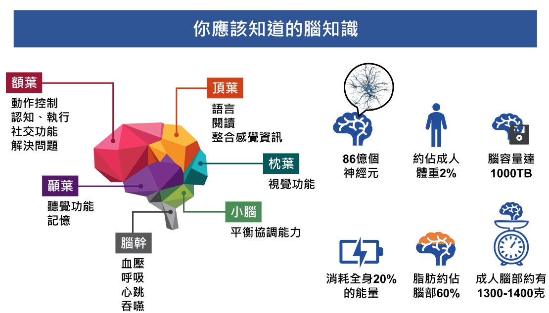 大井健康文章又來啦~這次是腦健康小知識!